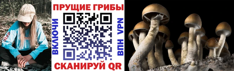 Галлюциногенные грибы Cubensis  где купить наркотик  Курлово 